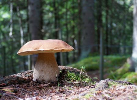 Les cèpes Les cèpes